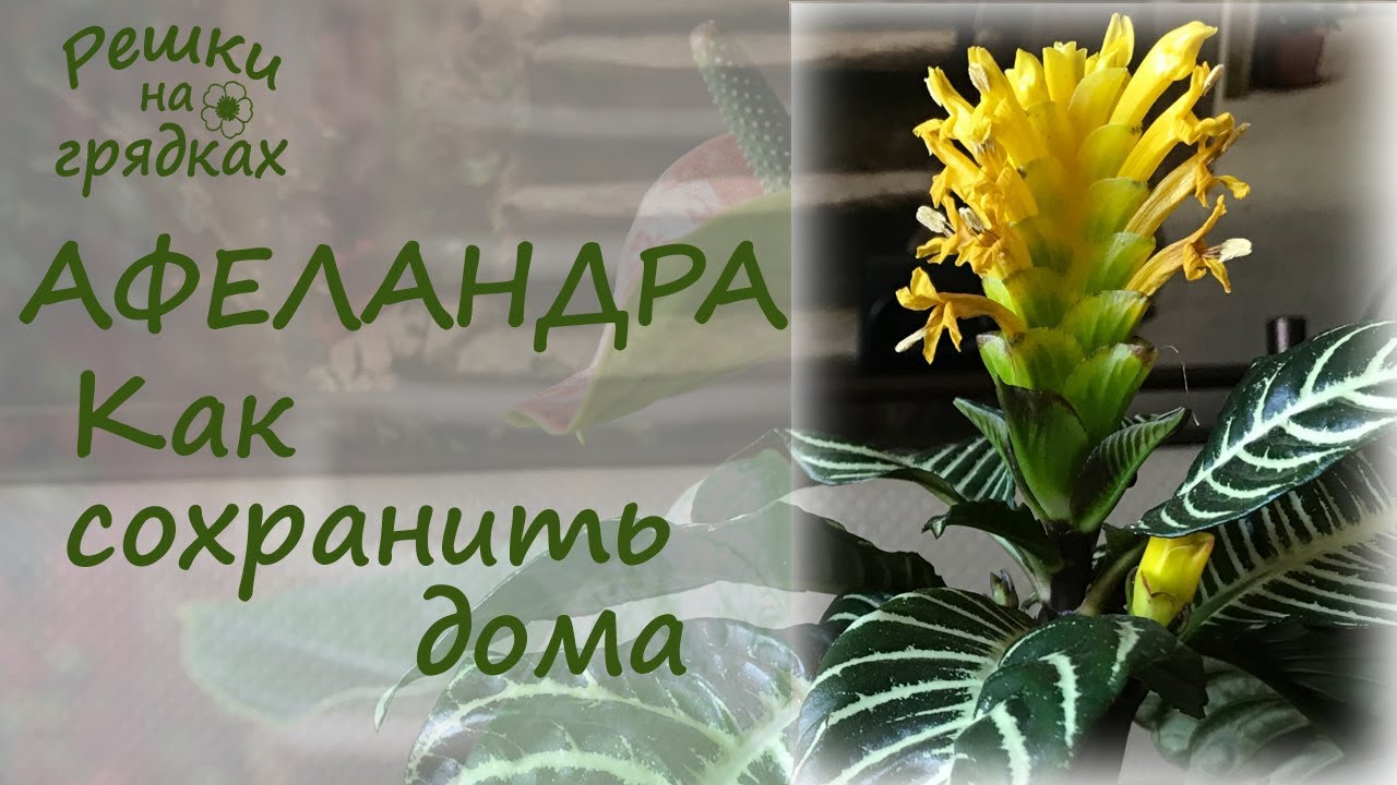 Нажмите, чтобы запустить видео