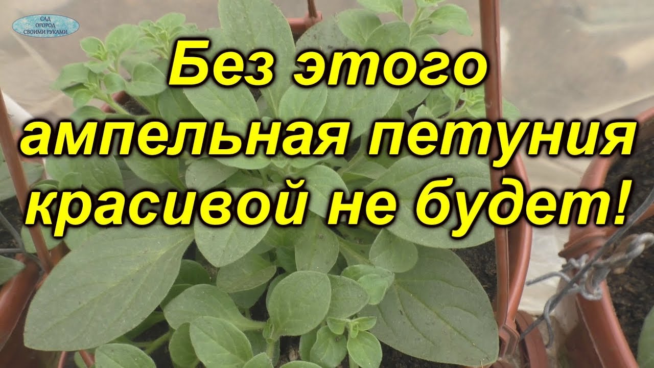 Нажмите, чтобы запустить видео