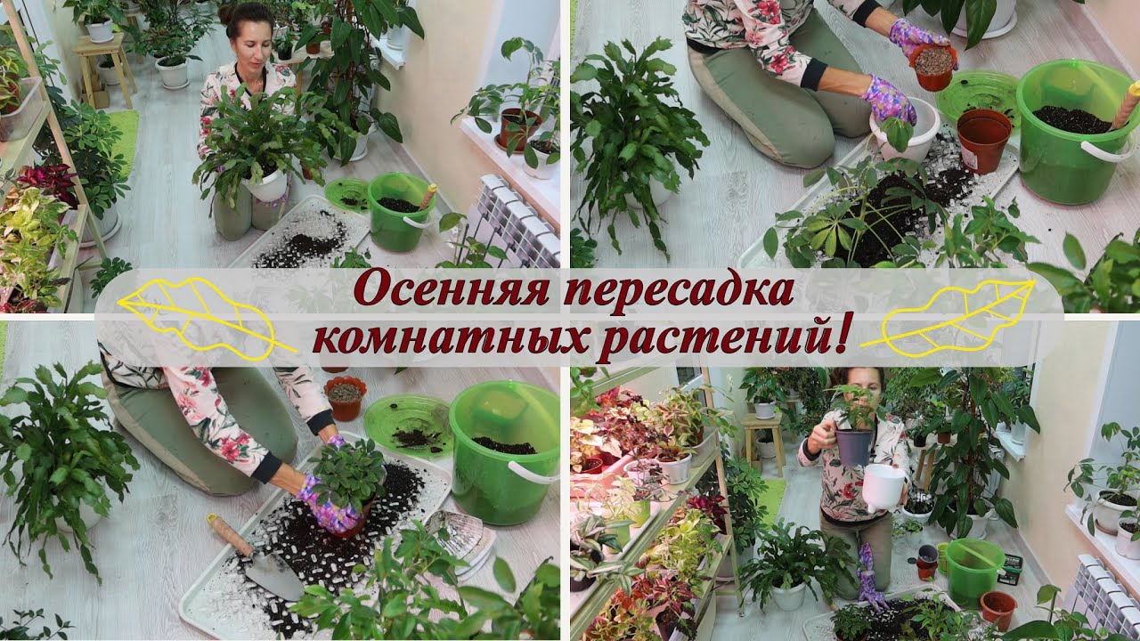 Нажмите, чтобы запустить видео