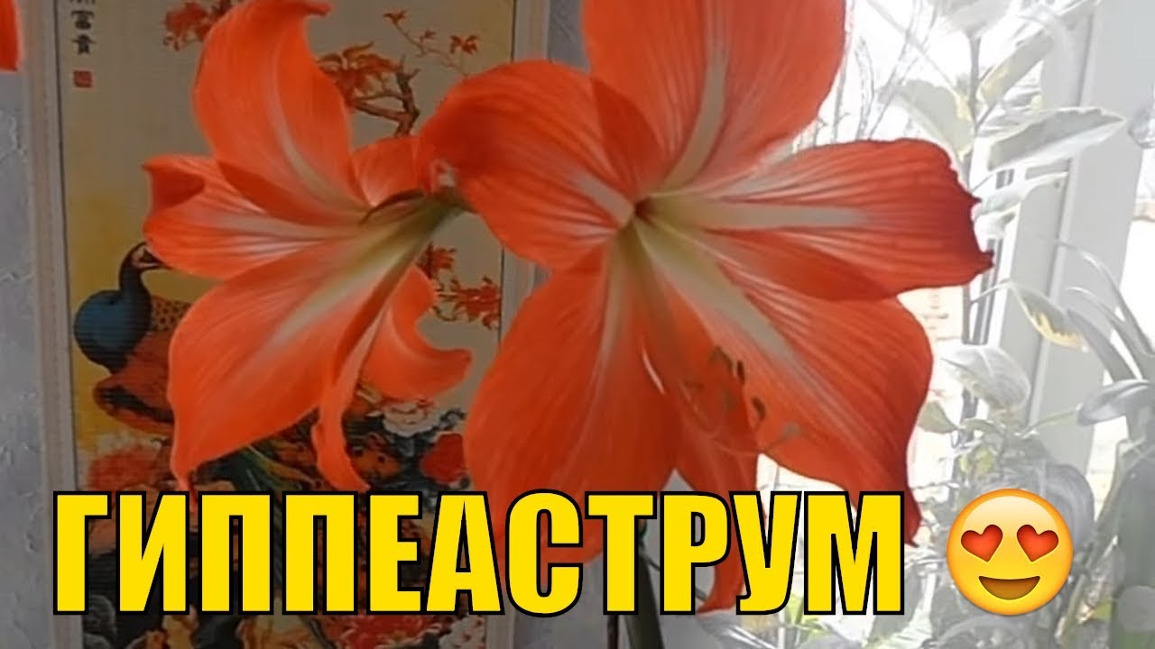 Нажмите, чтобы запустить видео