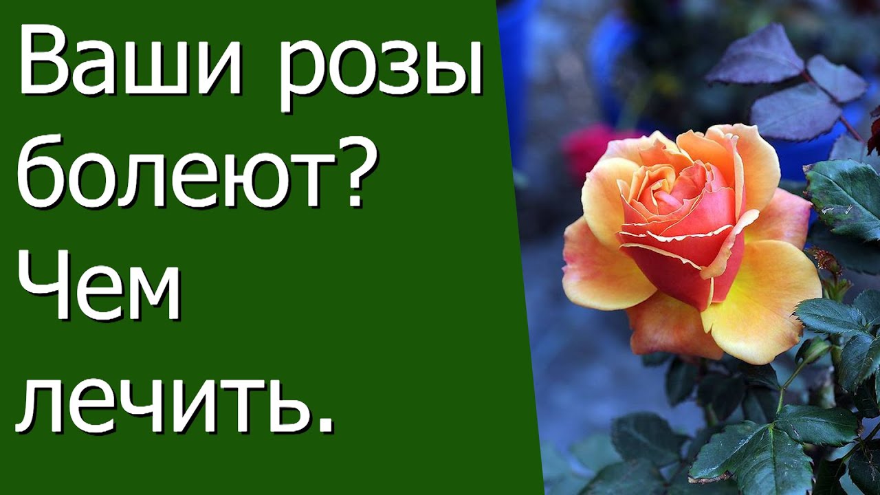 Нажмите, чтобы запустить видео
