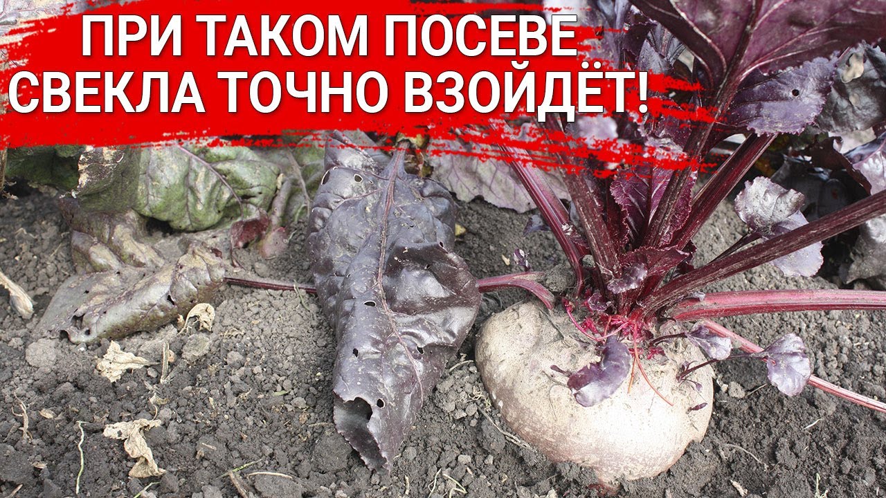 Нажмите, чтобы запустить видео