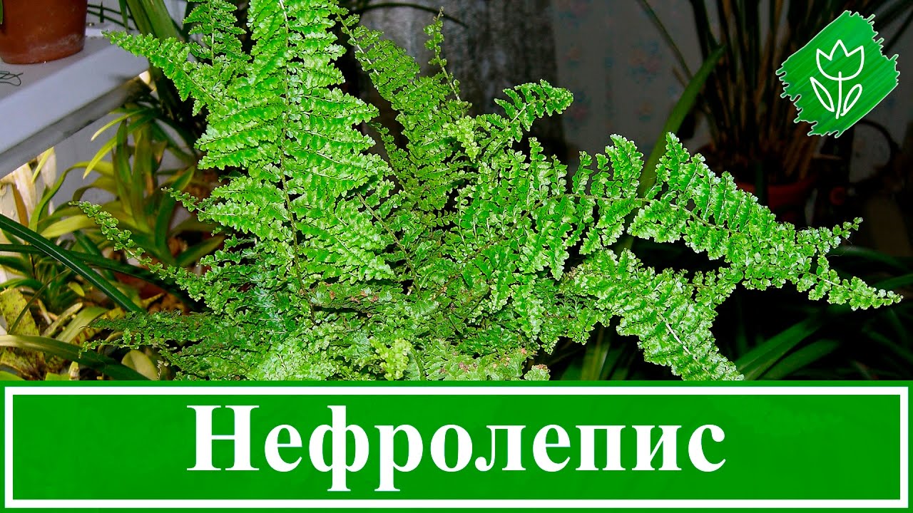 Нажмите, чтобы запустить видео