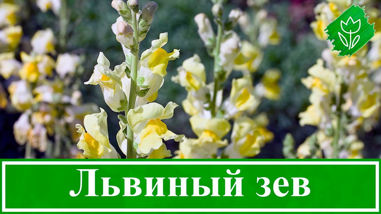 Нажмите, чтобы запустить видео