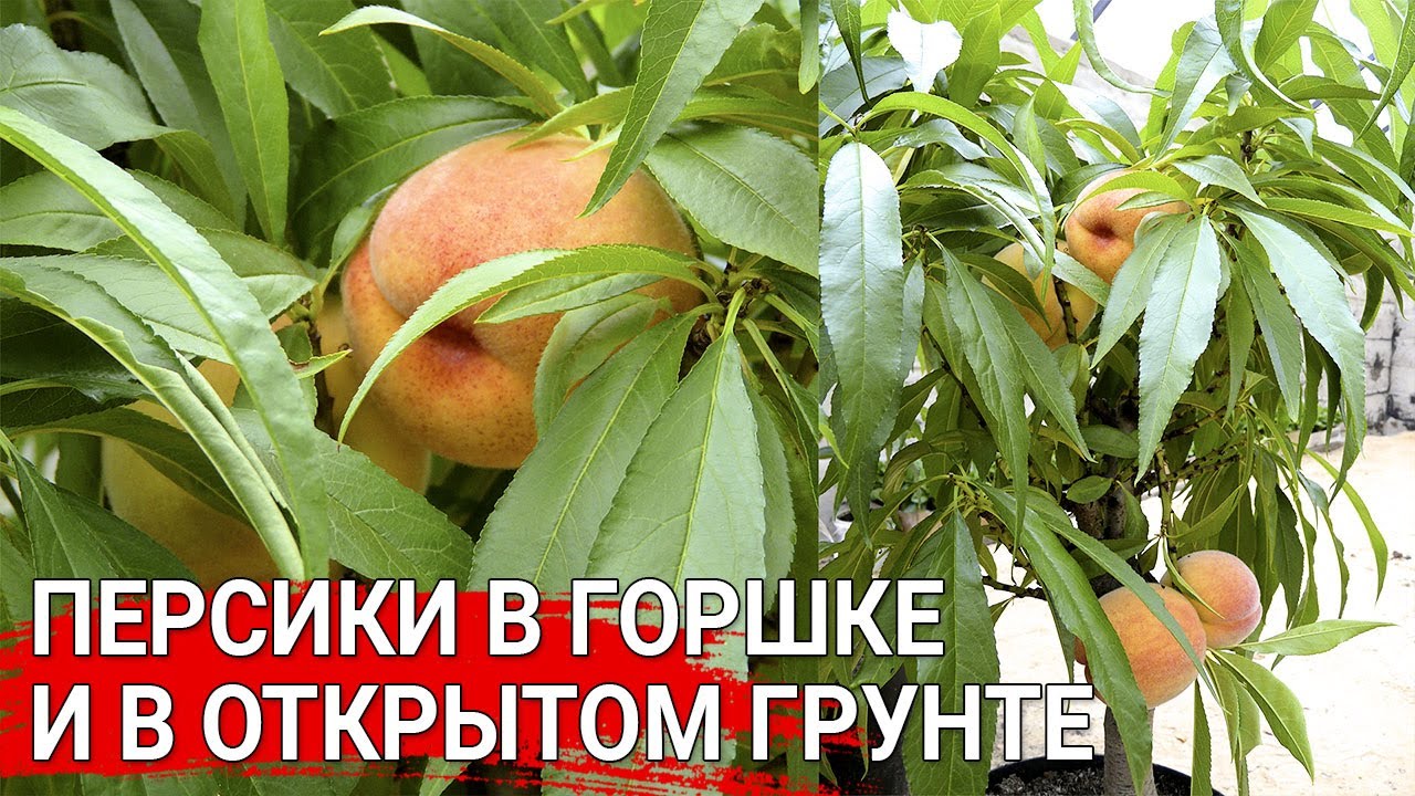 Нажмите, чтобы запустить видео