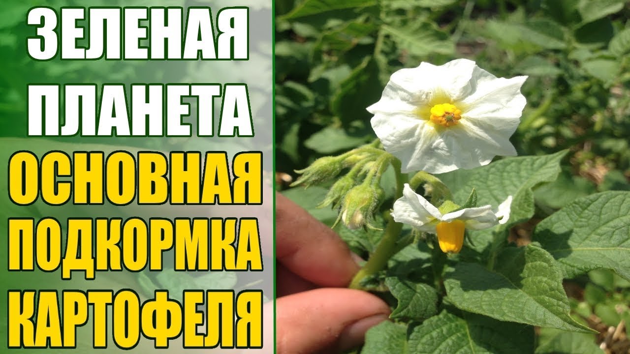 Нажмите, чтобы запустить видео