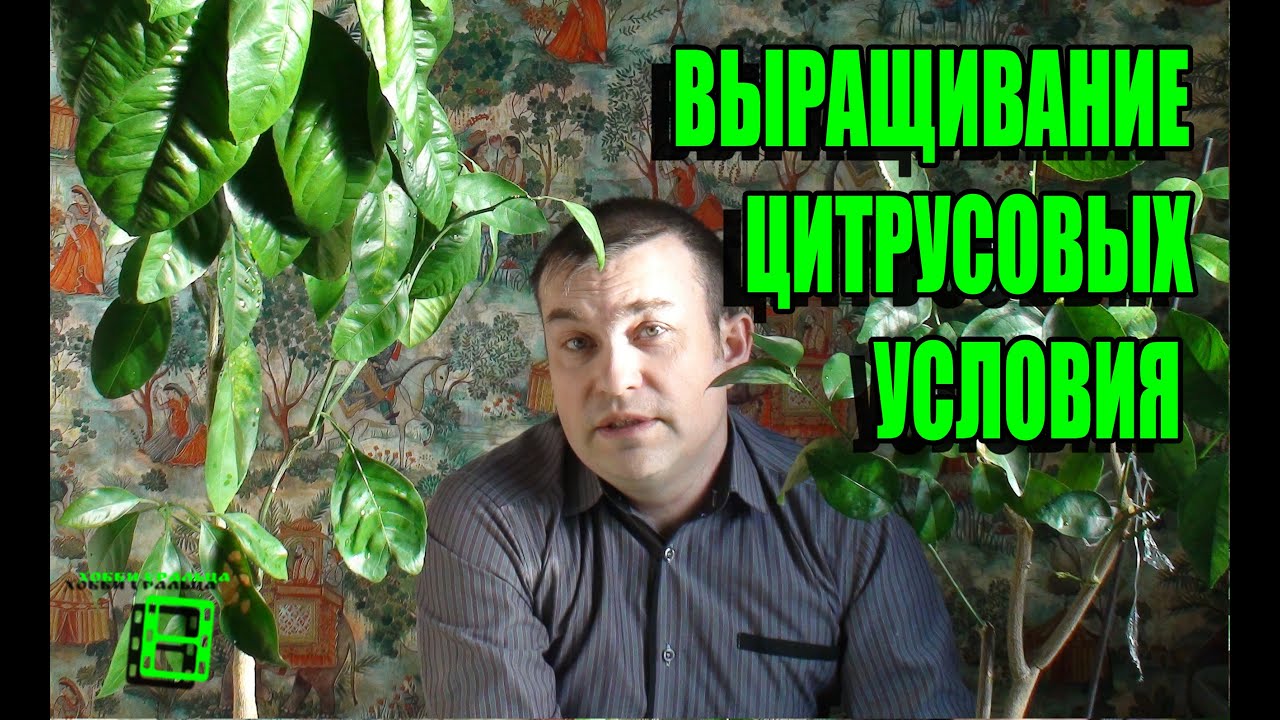 Нажмите, чтобы запустить видео