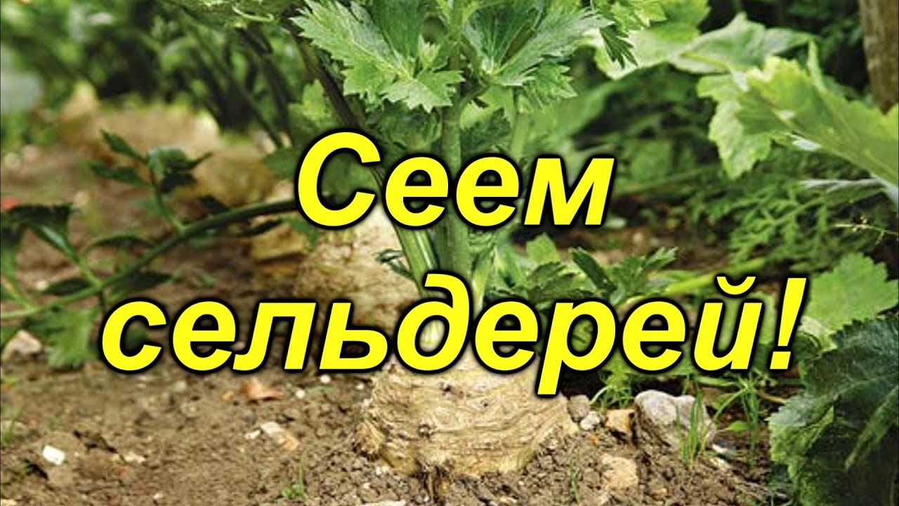 Нажмите, чтобы запустить видео