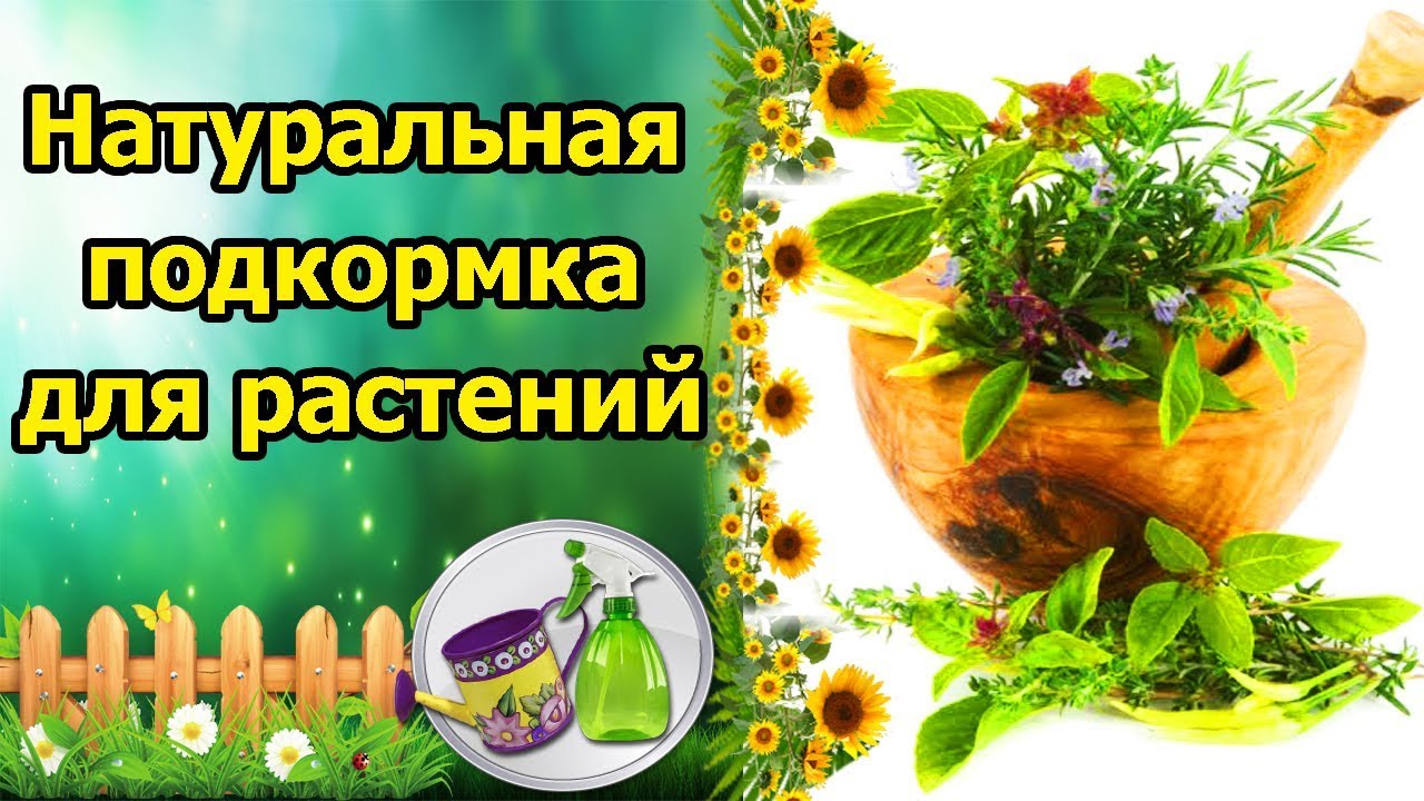 Нажмите, чтобы запустить видео