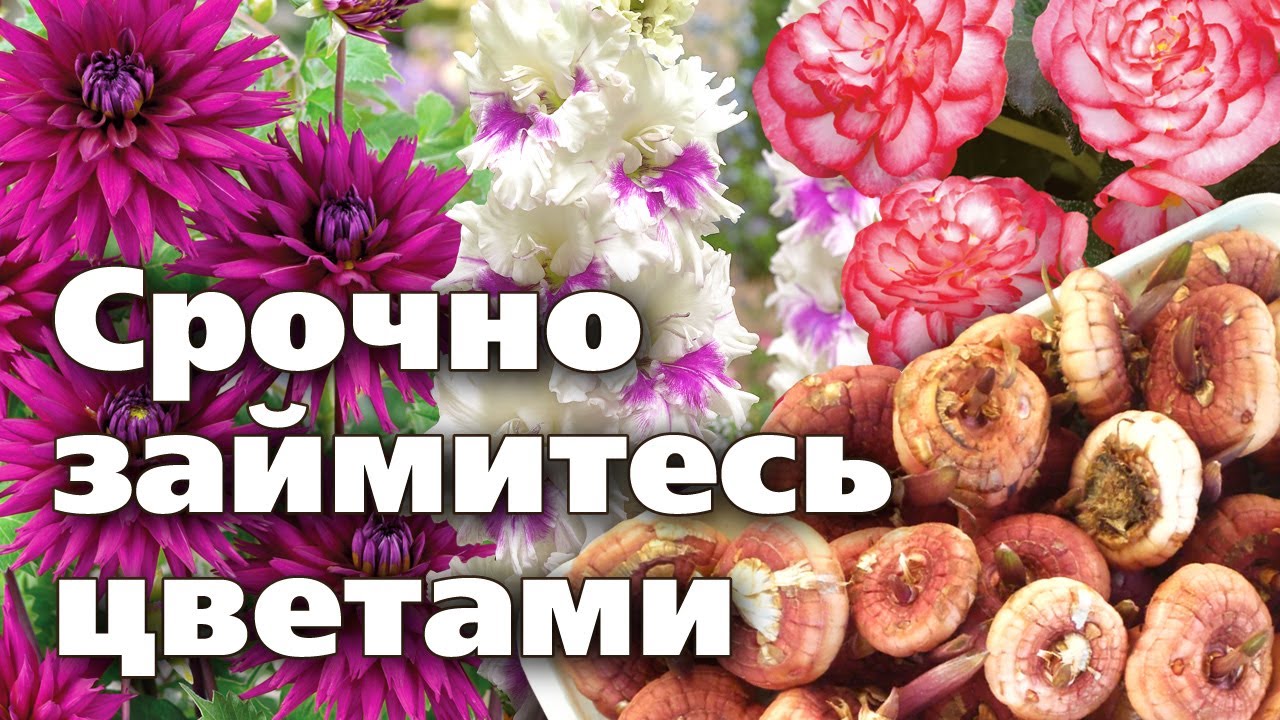 Нажмите, чтобы запустить видео