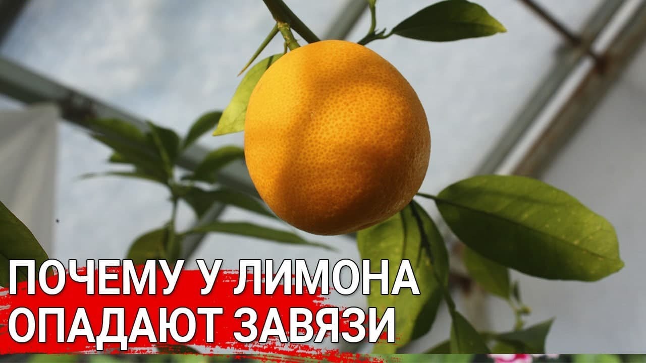 Нажмите, чтобы запустить видео