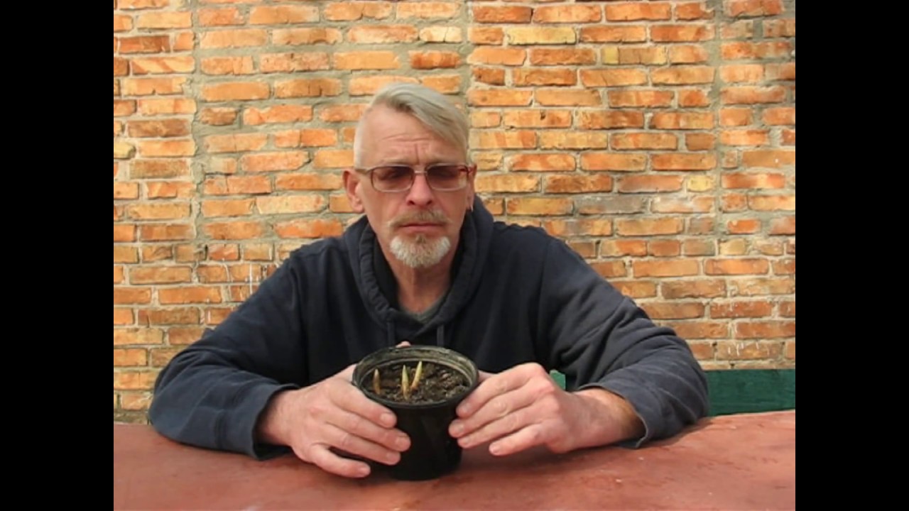 Нажмите, чтобы запустить видео