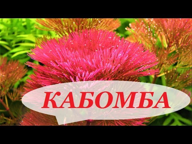 Нажмите, чтобы запустить видео