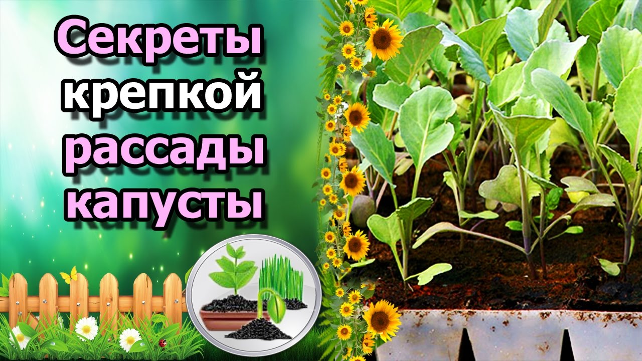 Нажмите, чтобы запустить видео