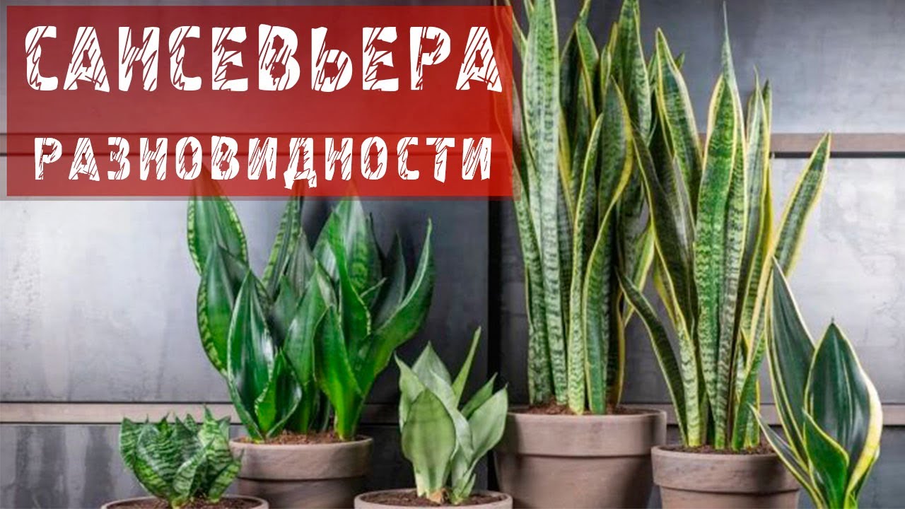 Нажмите, чтобы запустить видео