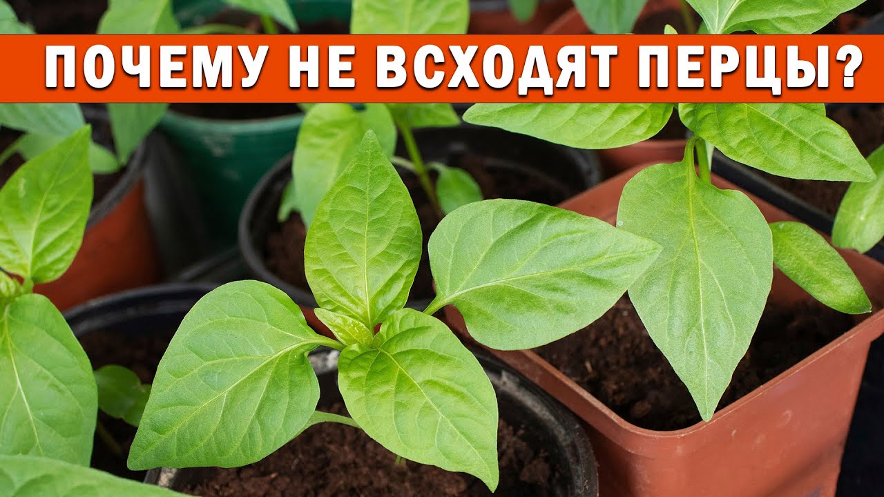 Нажмите, чтобы запустить видео