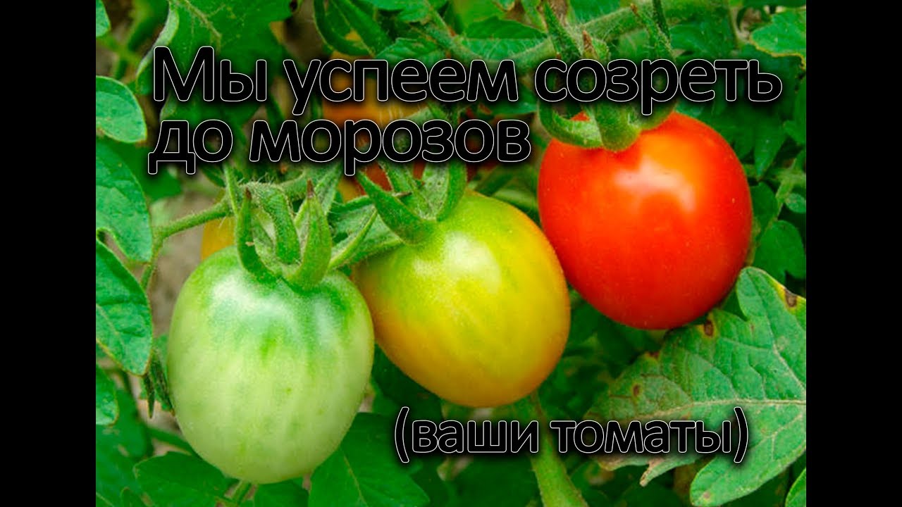 Нажмите, чтобы запустить видео