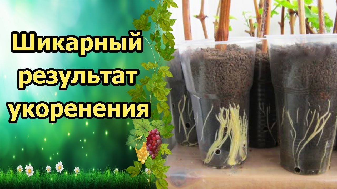 Нажмите, чтобы запустить видео