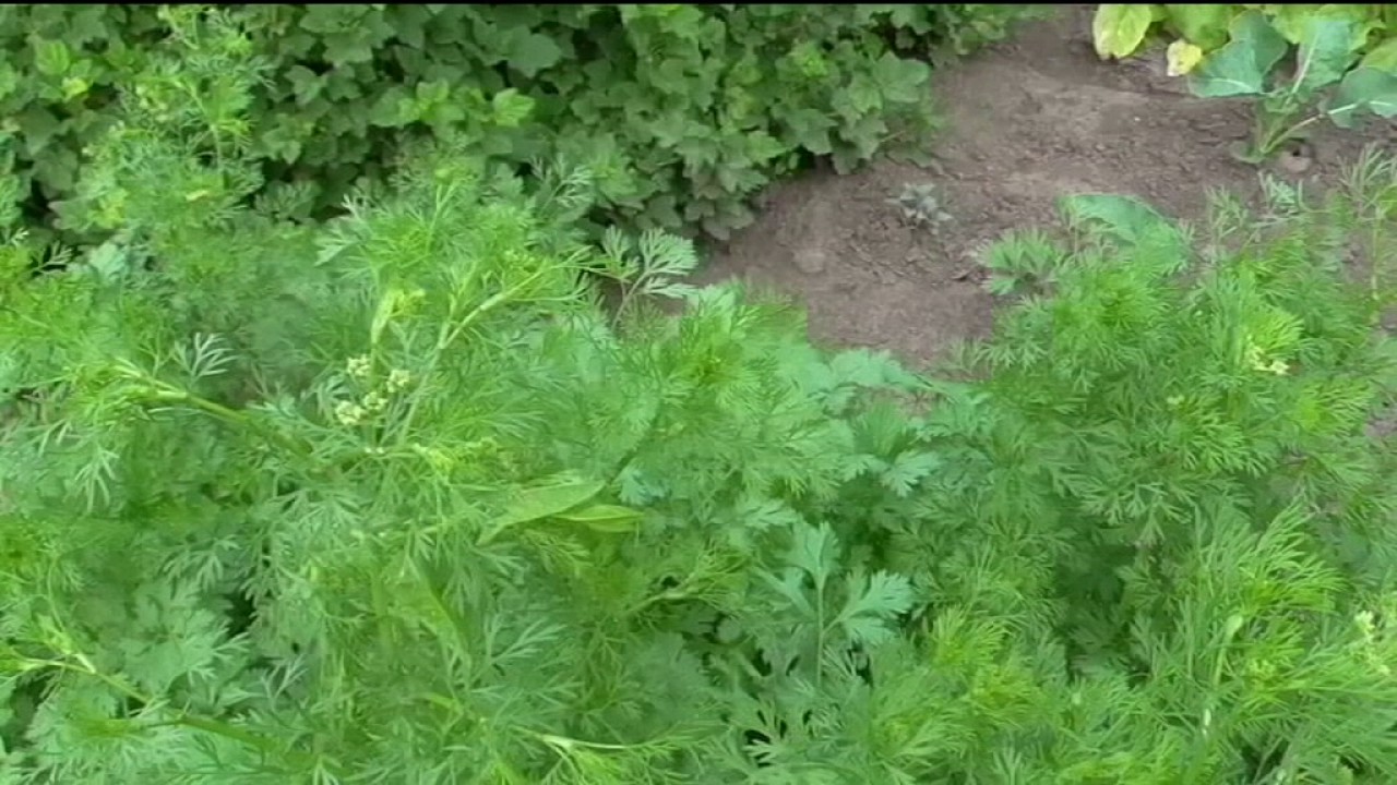 Нажмите, чтобы запустить видео
