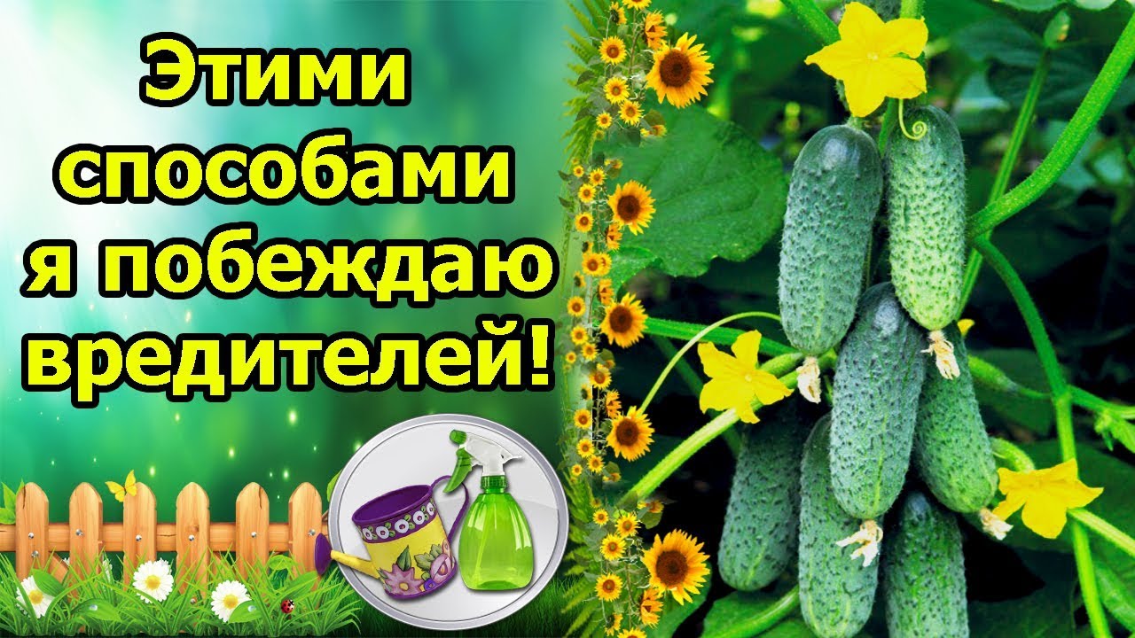 Нажмите, чтобы запустить видео