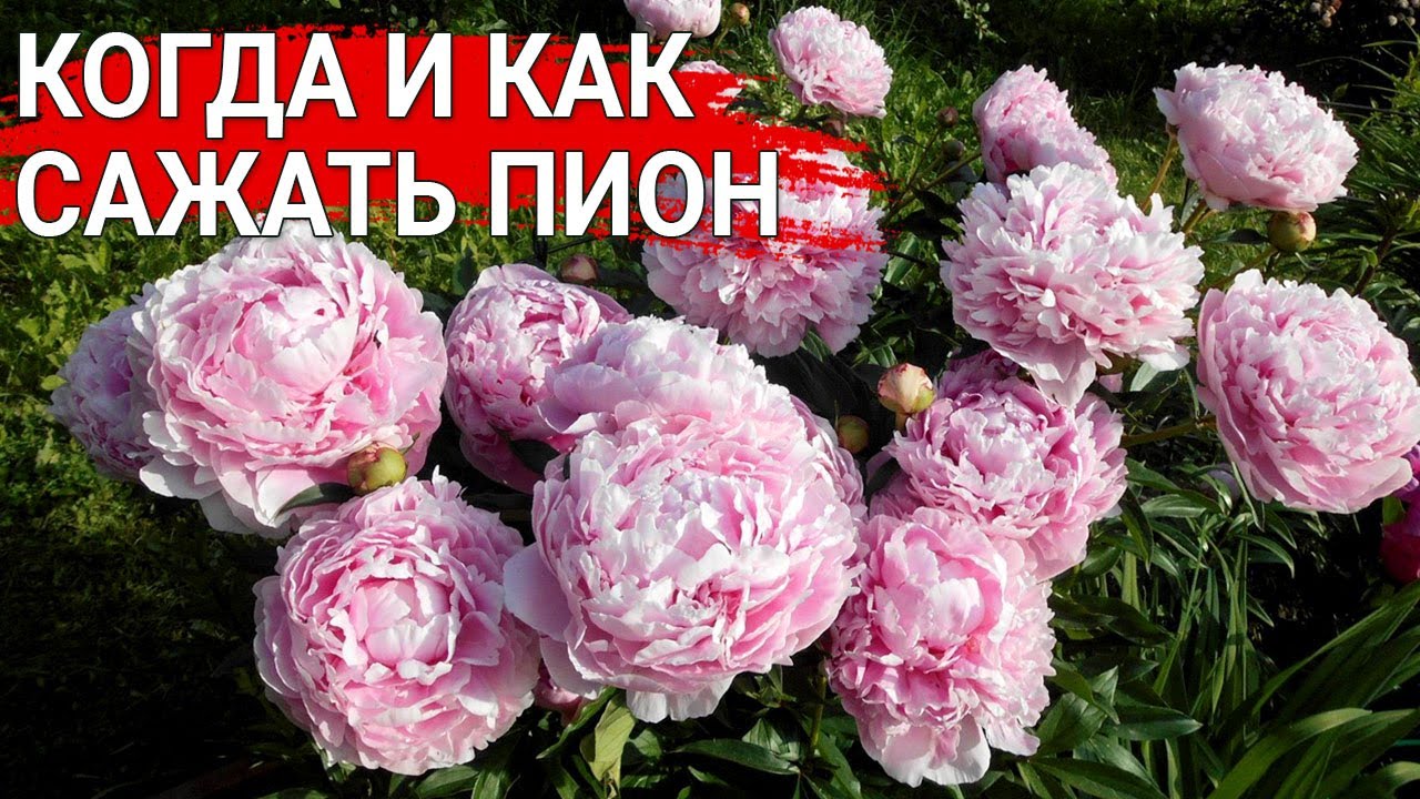 Нажмите, чтобы запустить видео