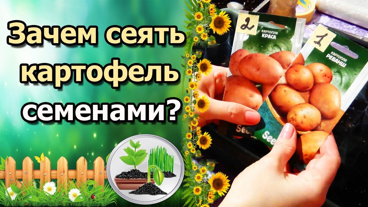 Нажмите, чтобы запустить видео