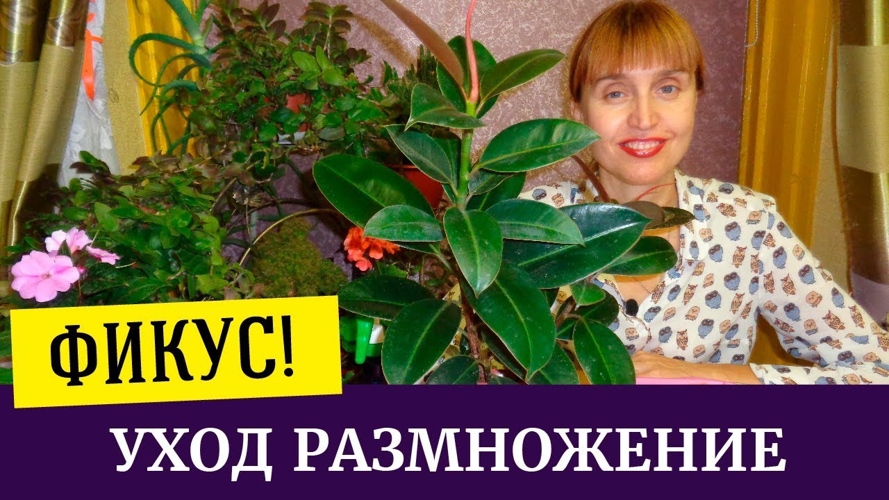 Нажмите, чтобы запустить видео