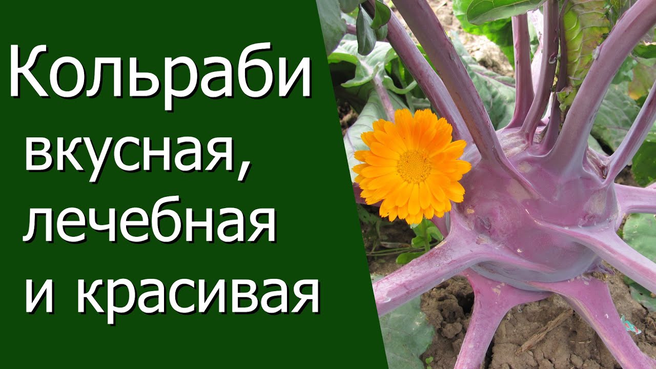 Нажмите, чтобы запустить видео