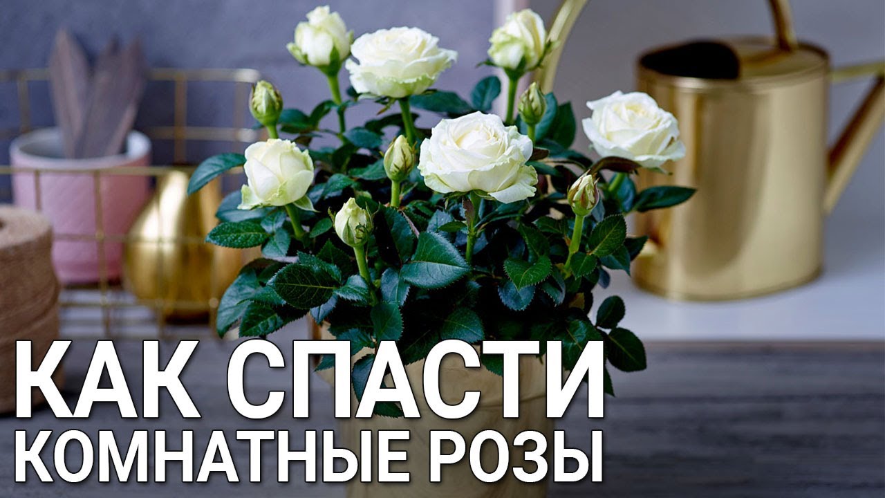 Нажмите, чтобы запустить видео