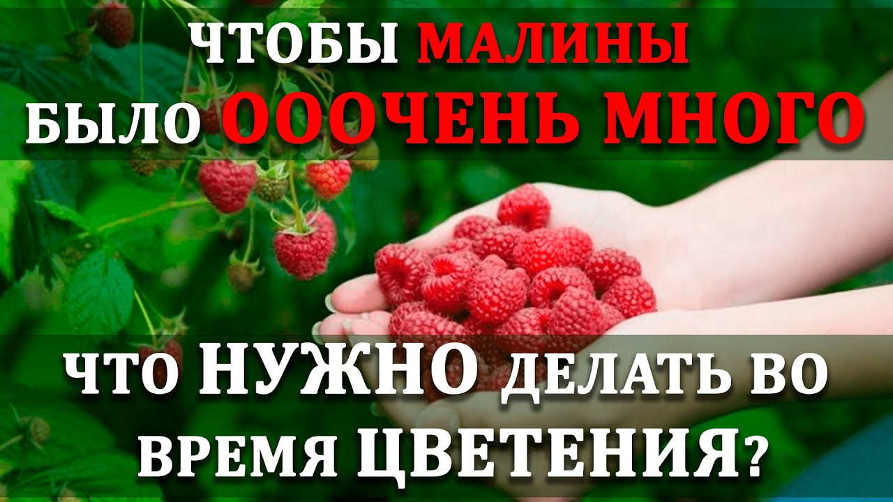 Нажмите, чтобы запустить видео