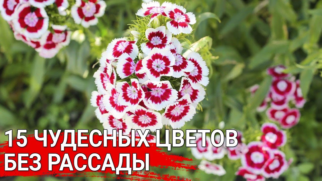 Нажмите, чтобы запустить видео