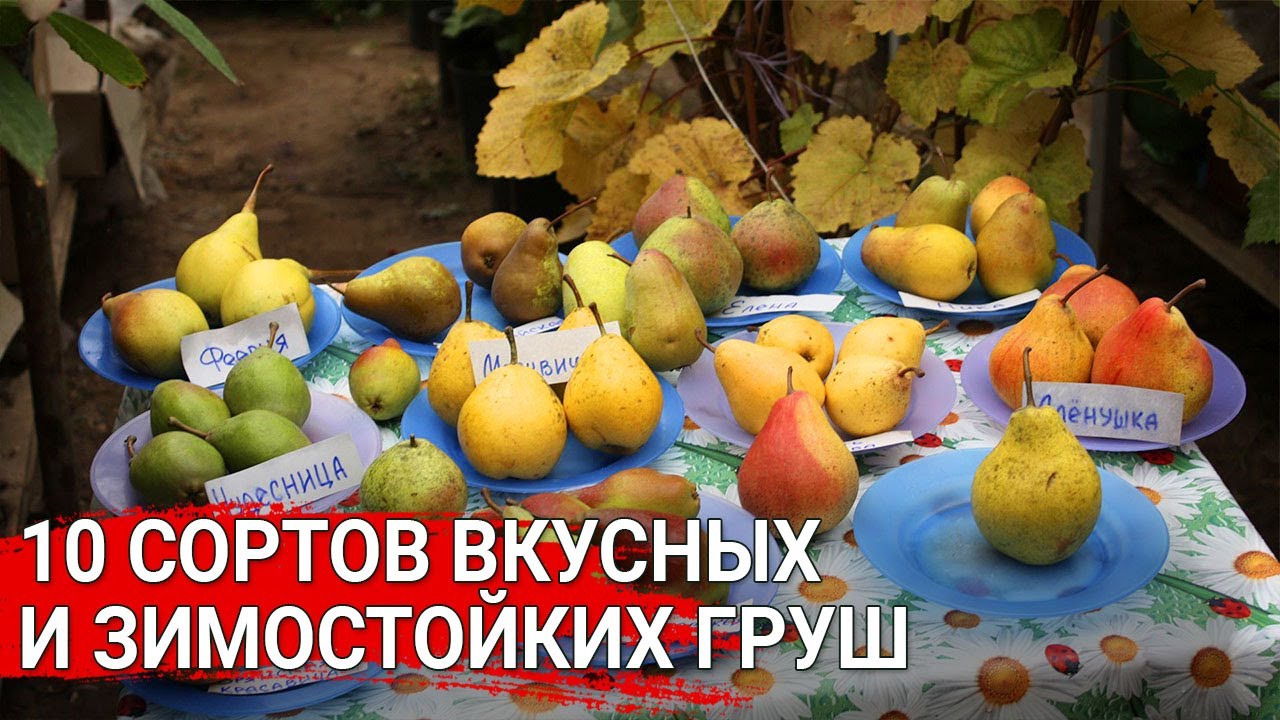 Нажмите, чтобы запустить видео