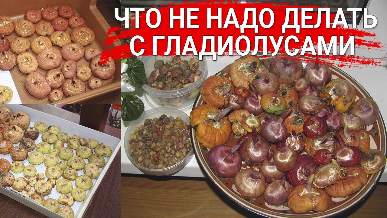 Нажмите, чтобы запустить видео
