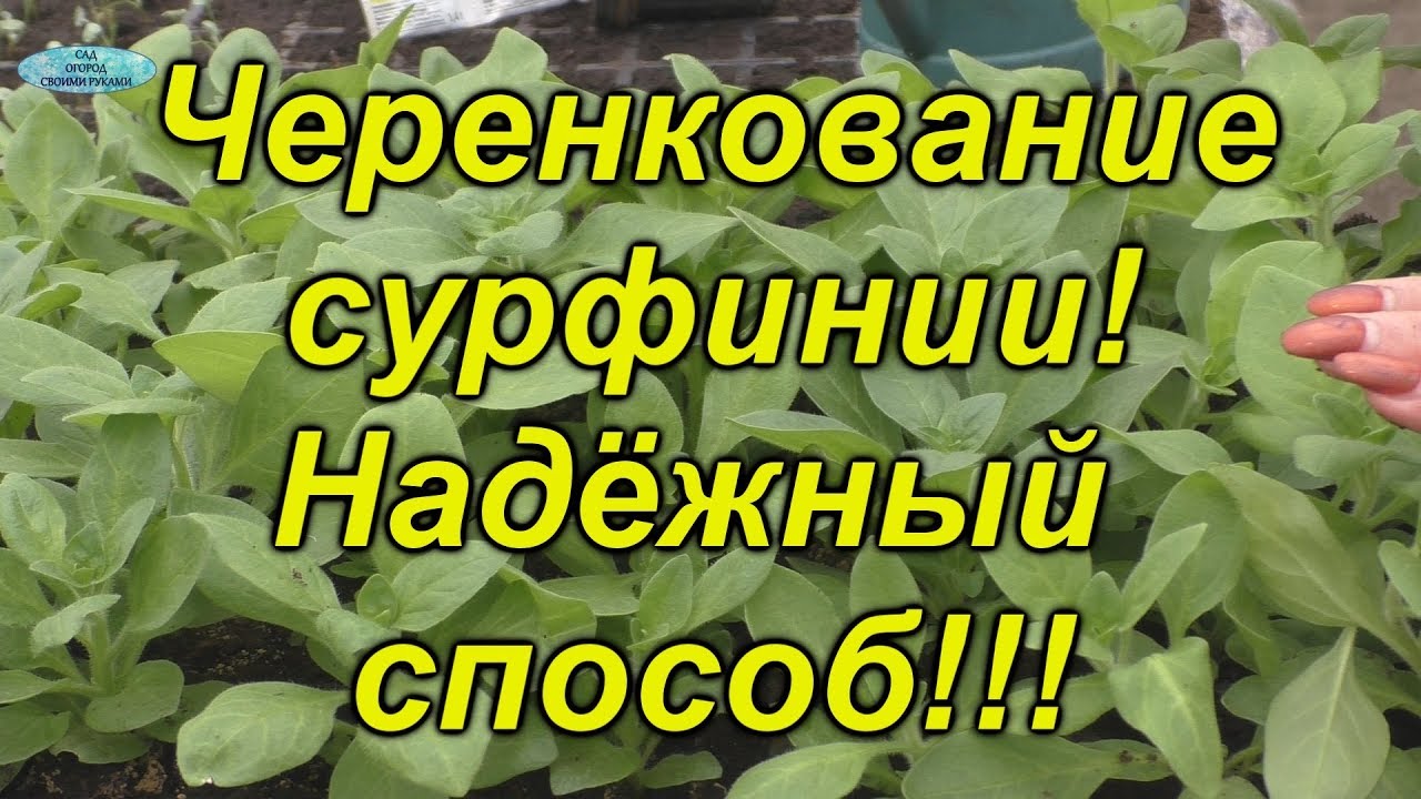 Нажмите, чтобы запустить видео