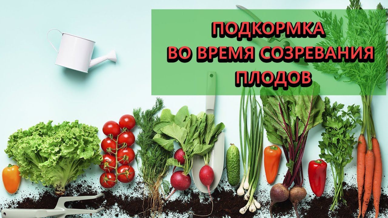 Нажмите, чтобы запустить видео