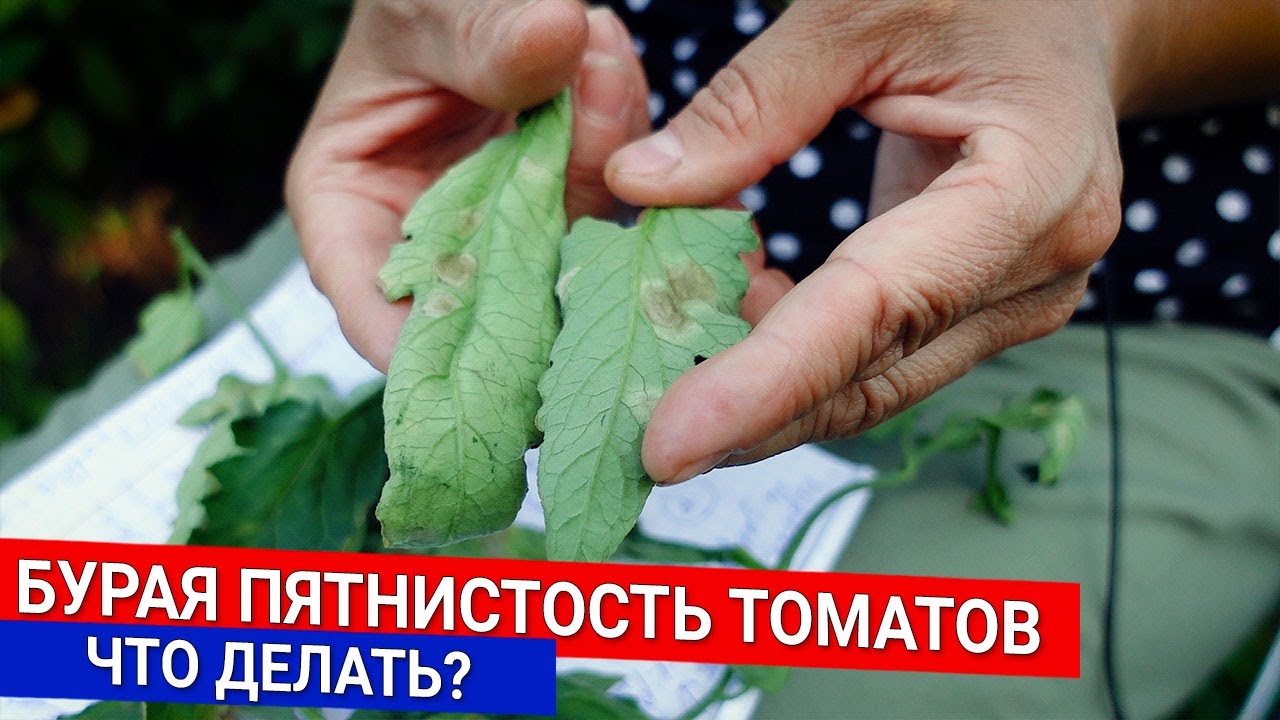 Нажмите, чтобы запустить видео