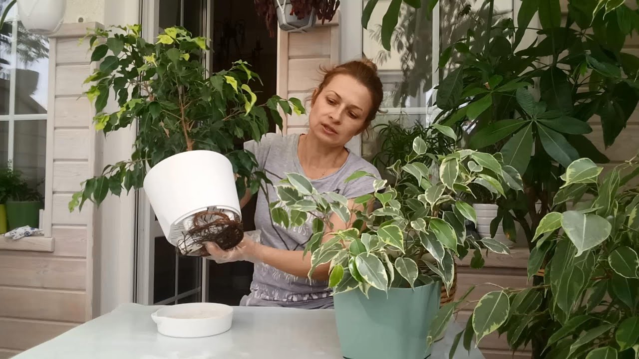 Нажмите, чтобы запустить видео
