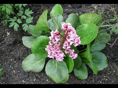 Нажмите, чтобы запустить видео