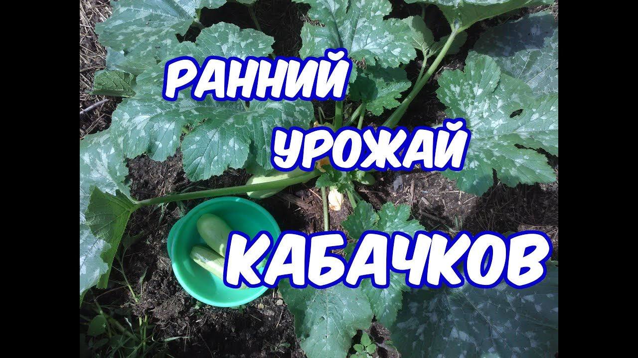 Нажмите, чтобы запустить видео