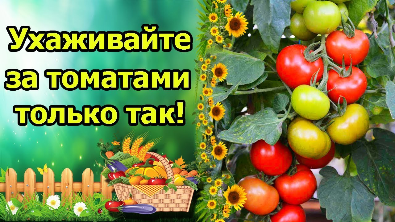 Нажмите, чтобы запустить видео