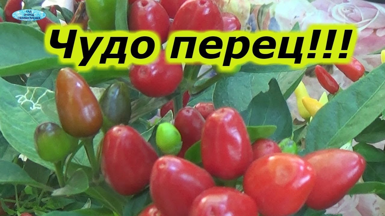 Нажмите, чтобы запустить видео