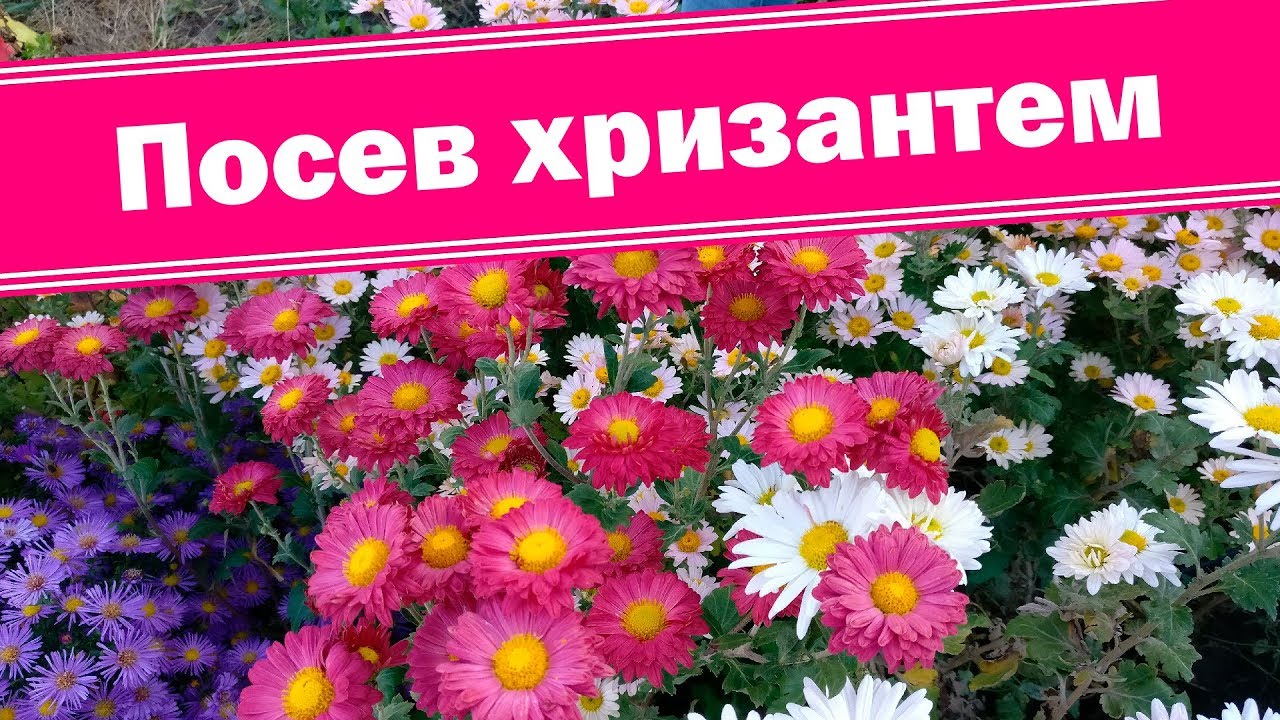 Нажмите, чтобы запустить видео