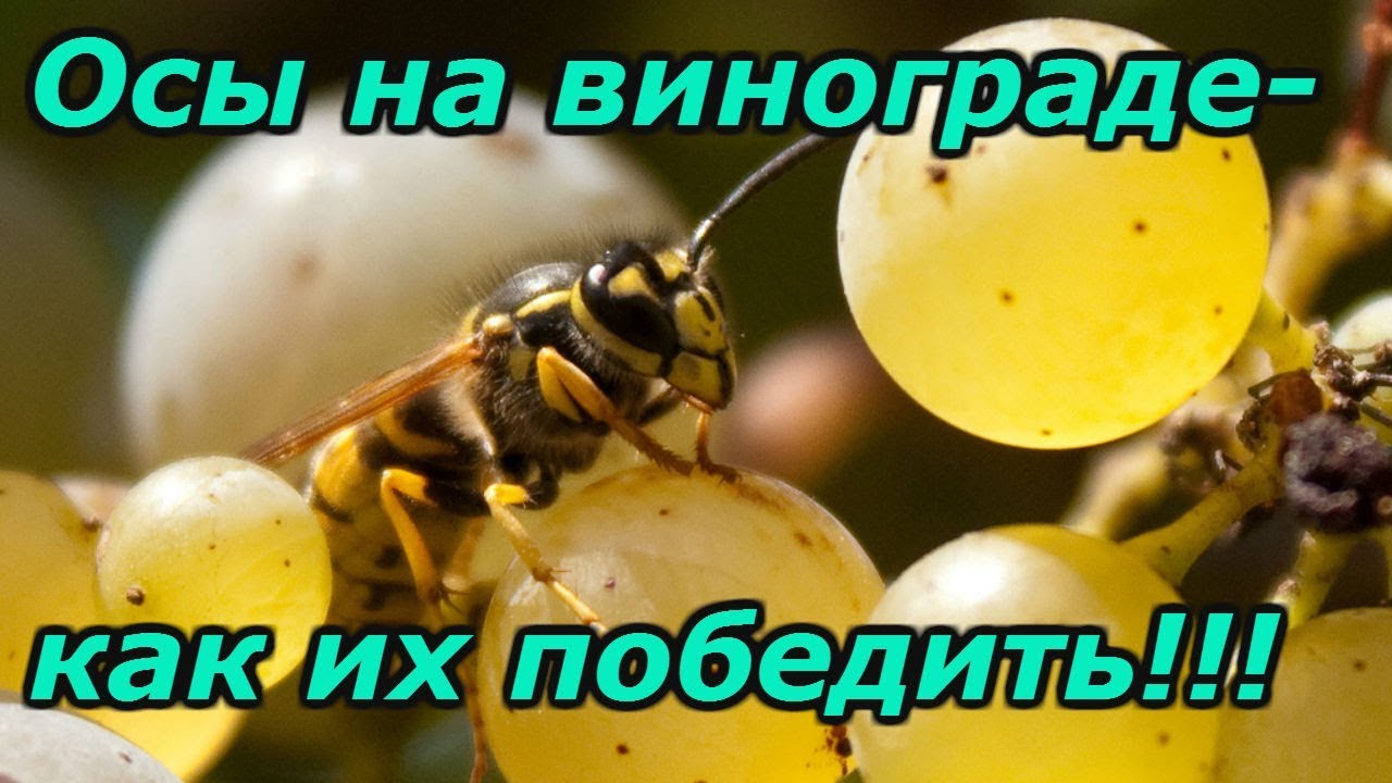 Нажмите, чтобы запустить видео