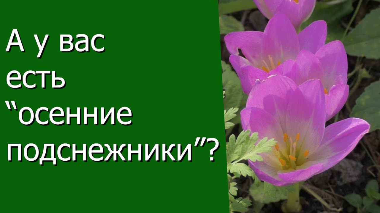Нажмите, чтобы запустить видео