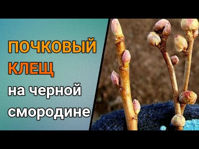 Нажмите, чтобы запустить видео