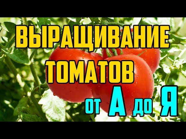 Нажмите, чтобы запустить видео