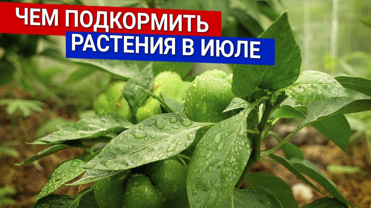 Нажмите, чтобы запустить видео