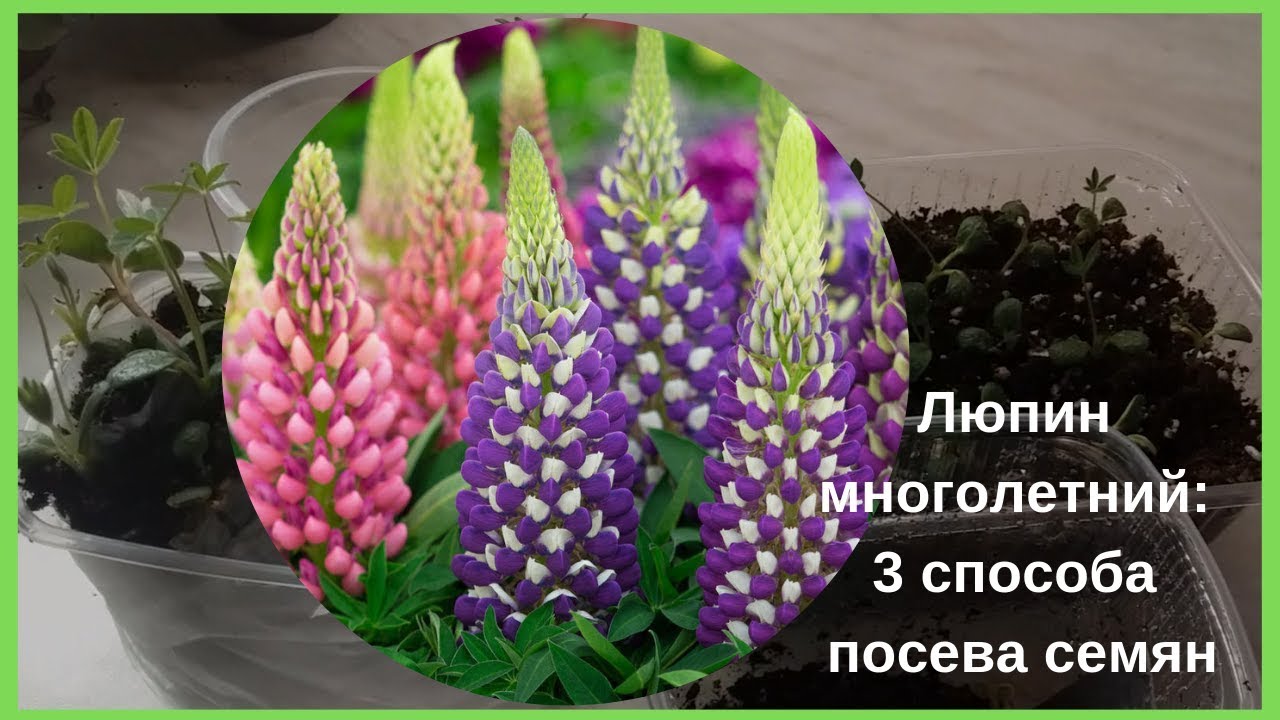 Нажмите, чтобы запустить видео