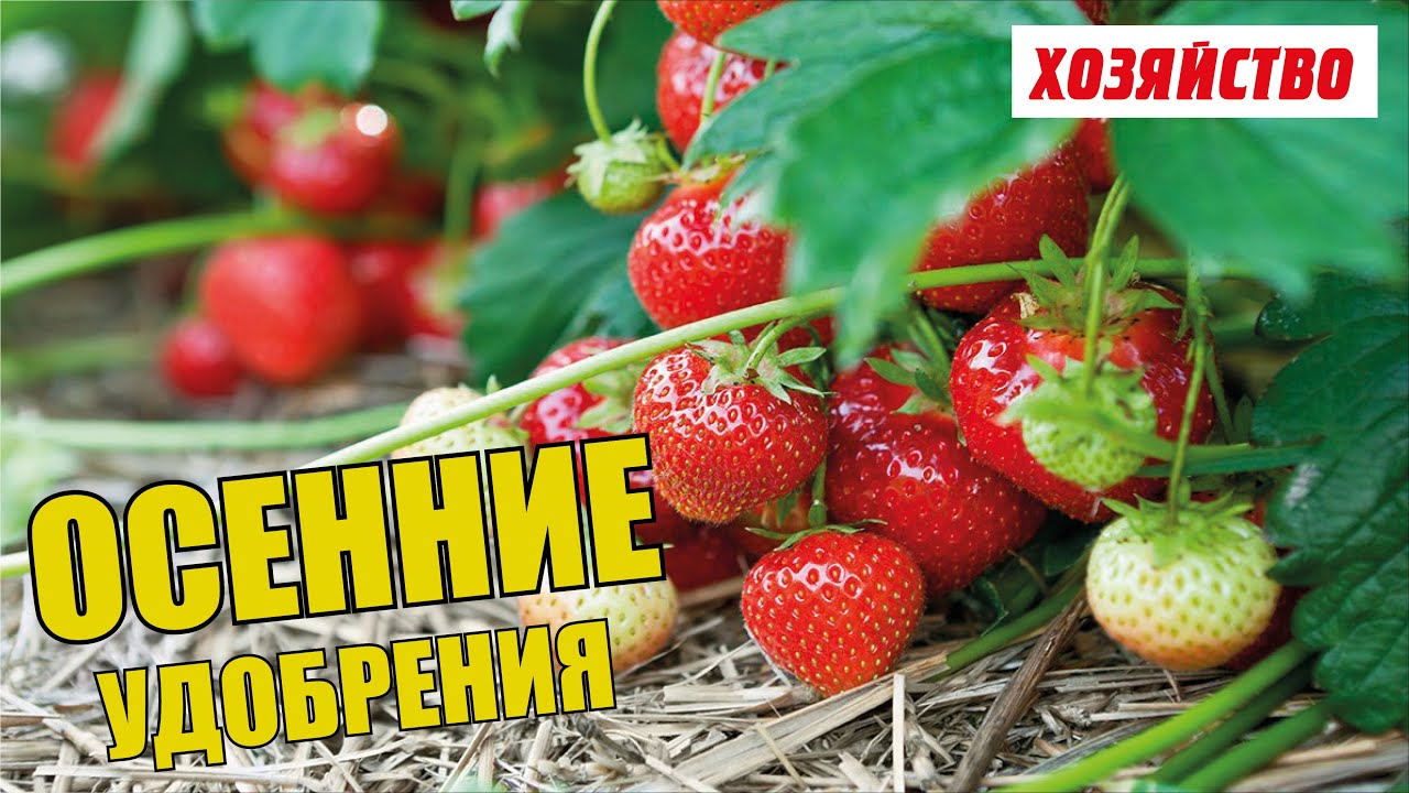 Нажмите, чтобы запустить видео
