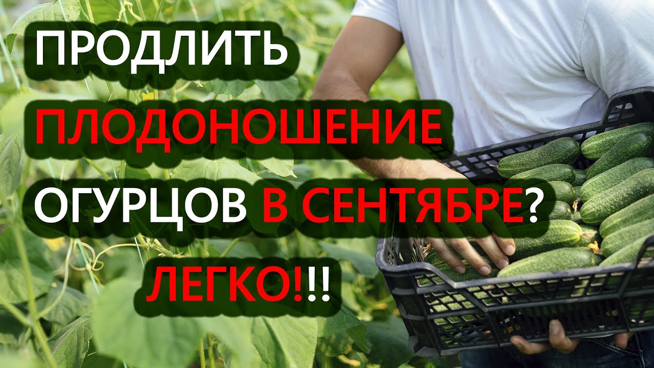 Нажмите, чтобы запустить видео